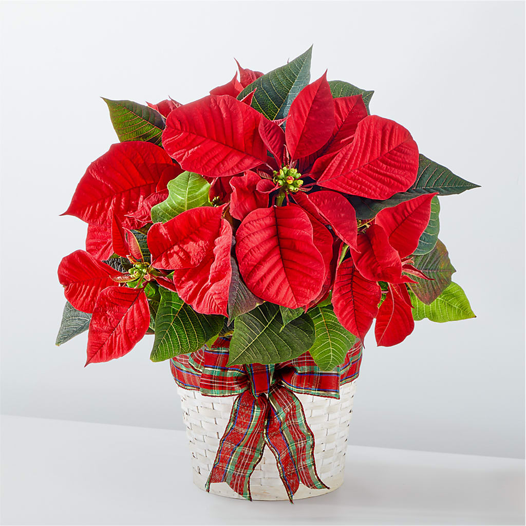 Happiest Holidays Poinsettia – Colonial Floral Fascinations, Georgetown SC