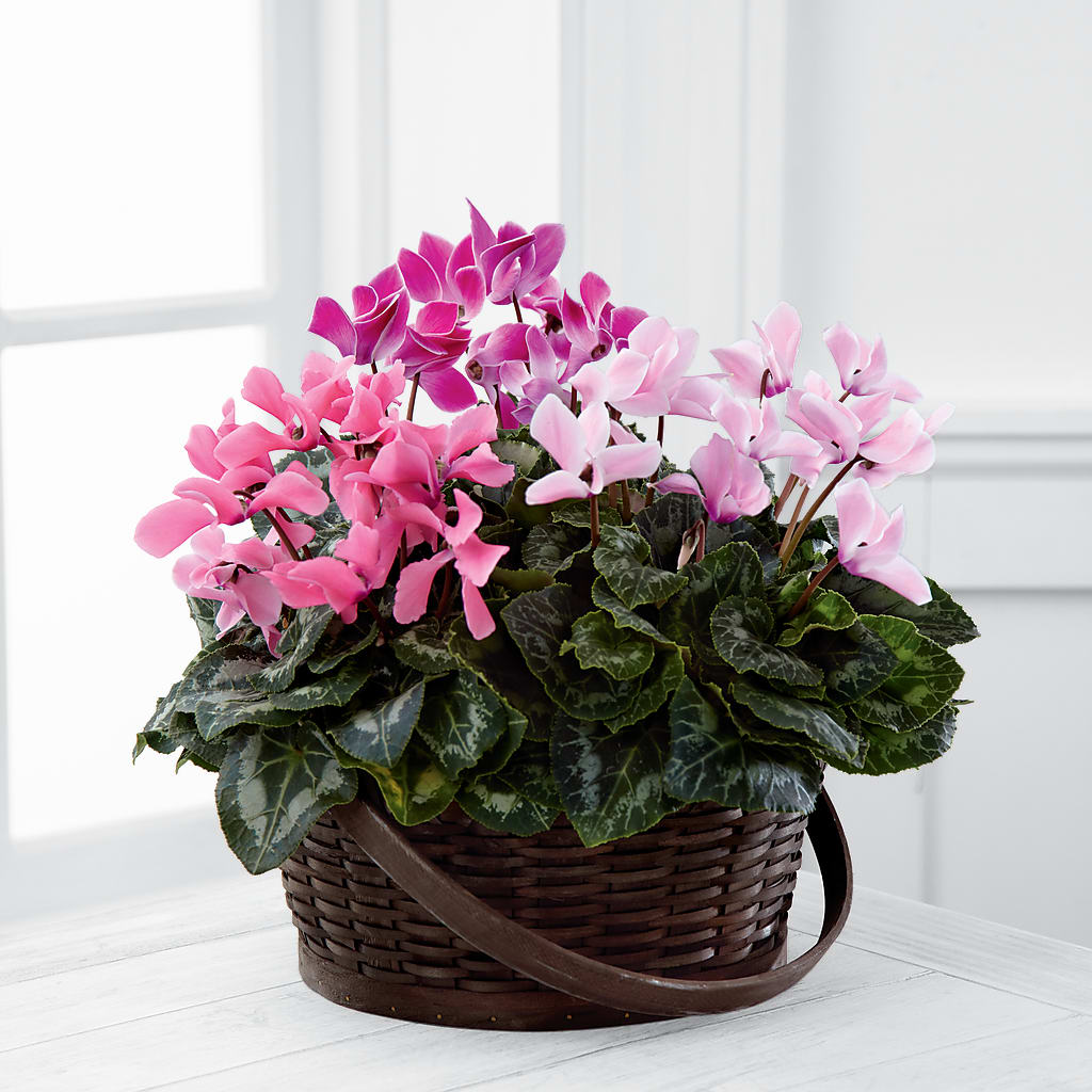 Mixed Cyclamen Planter – Colonial Floral Fascinations, Georgetown SC