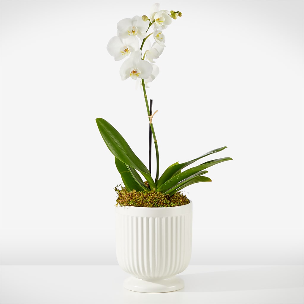 Whispering White Orchid – Colonial Floral Fascinations, Georgetown SC