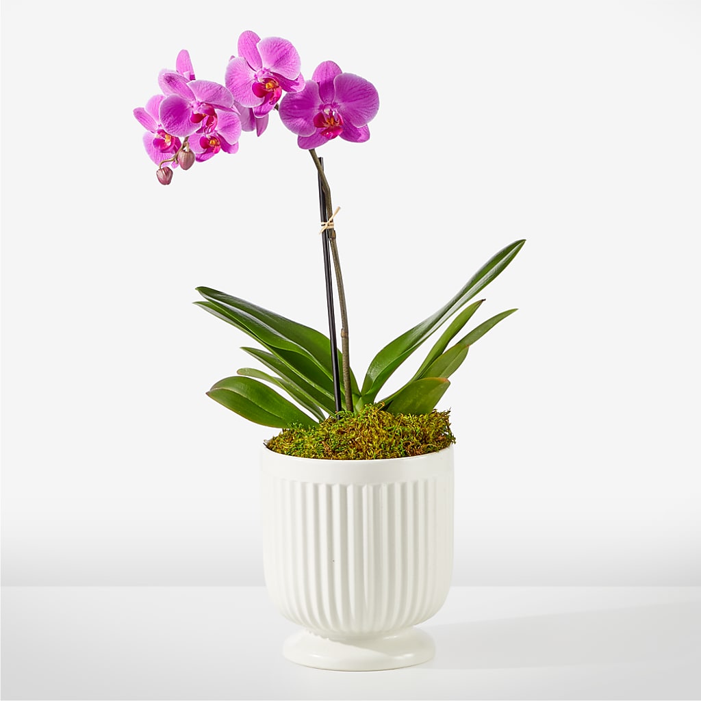 Friendly Fuchsia Orchid – Colonial Floral Fascinations, Georgetown SC