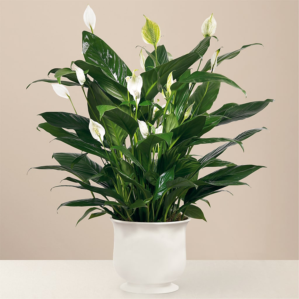 Comfort Planter – Colonial Floral Fascinations, Georgetown SC