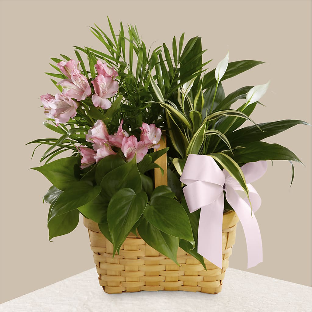 Living Spirit Dishgarden – Colonial Floral Fascinations, Georgetown SC