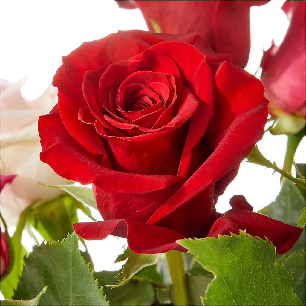 Love Notes Rose Bouquet – Colonial Floral Fascinations, Georgetown SC