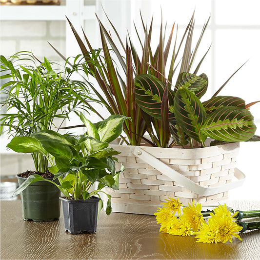 Florist Designed Blooming and Green Plants in a Basket –  Colonial Floral Fascinations, Georgetown SC