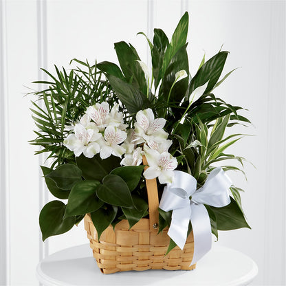 Peace & Serenity Dishgarden –  Colonial Floral Fascinations, Georgetown SC