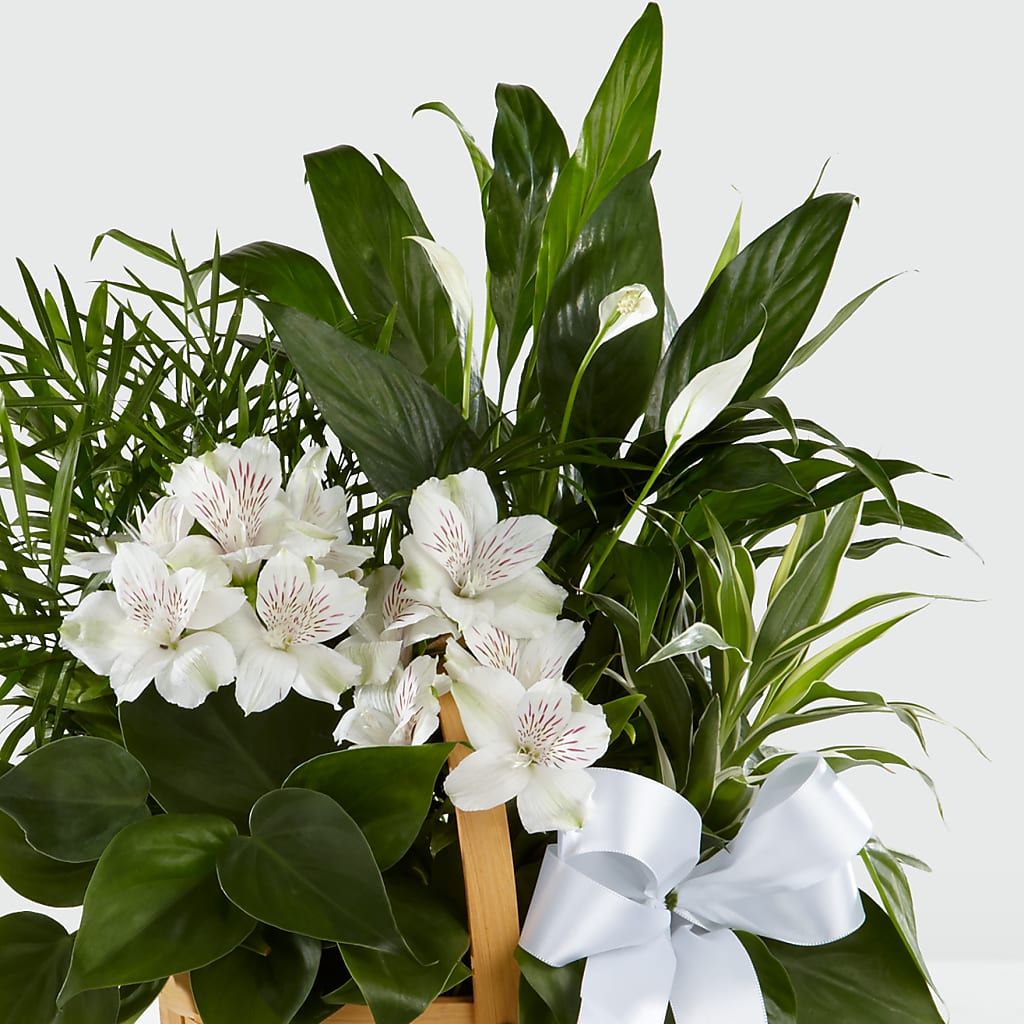 Peace & Serenity Dishgarden –  Colonial Floral Fascinations, Georgetown SC