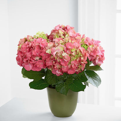 Pink Hydrangea Planter –  Colonial Floral Fascinations, Georgetown SC