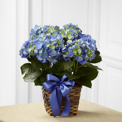 Blue Hydrangea Planter –  Colonial Floral Fascinations, Georgetown SC