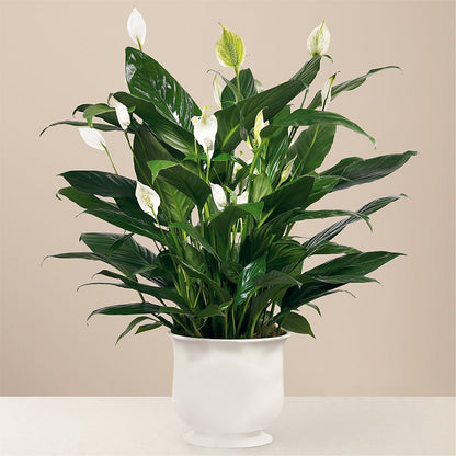 Comfort Planter –  Colonial Floral Fascinations, Georgetown SC