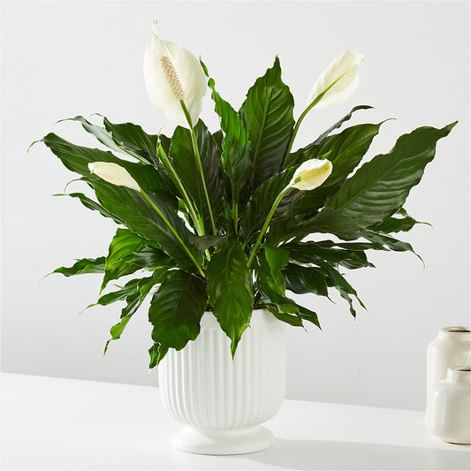 Comfort Planter –  Colonial Floral Fascinations, Georgetown SC