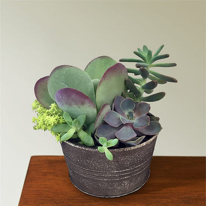 Lush Succulent Garden –  Colonial Floral Fascinations, Georgetown SC