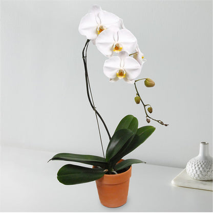 White Cascading Orchid –  Colonial Floral Fascinations, Georgetown SC