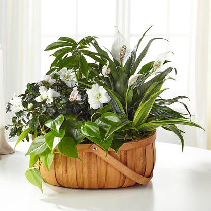 Serene Dishgarden –  Colonial Floral Fascinations, Georgetown SC