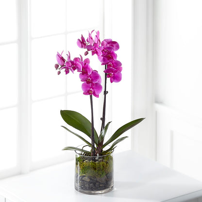 Pink Orchid Plant –  Colonial Floral Fascinations, Georgetown SC
