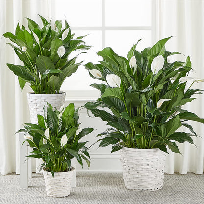 A New Leaf Peace Lily –  Colonial Floral Fascinations, Georgetown SC