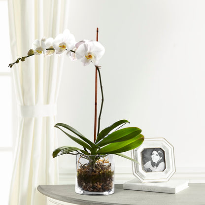White Orchid Planter –  Colonial Floral Fascinations, Georgetown SC